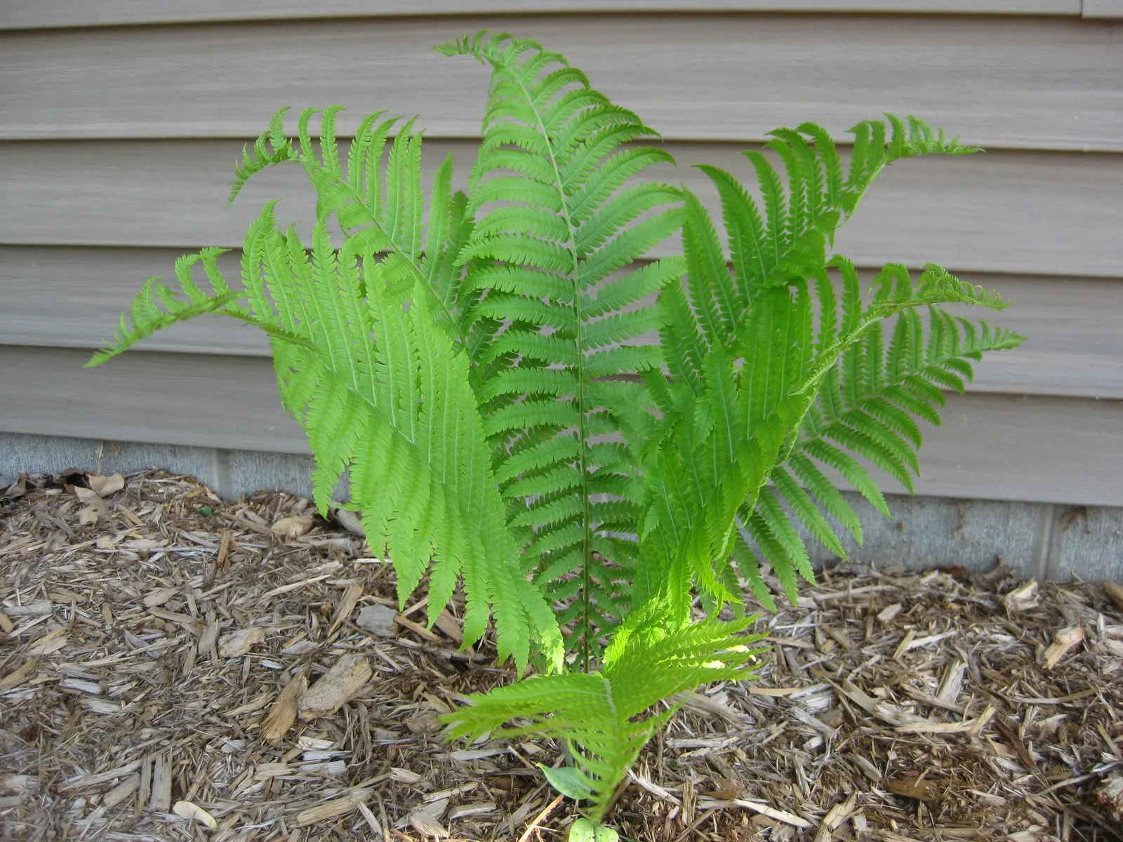 Ostrich Fern (Matteuccia Struthiopteris) — These ferns typically grow to a height ranging from 3 to 6 feet with a similar spread; a generous layer, image 115