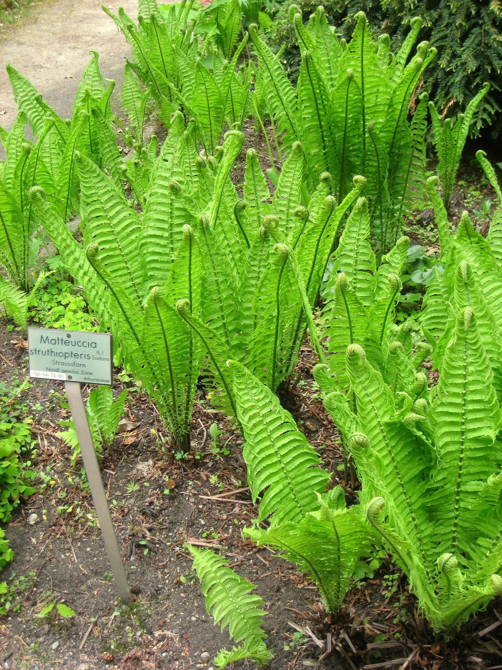 Ostrich Fern (Matteuccia Struthiopteris) — With its stately, vase-like clumps, it unfurls feather-like fronds reaching 3-6 feet in height
