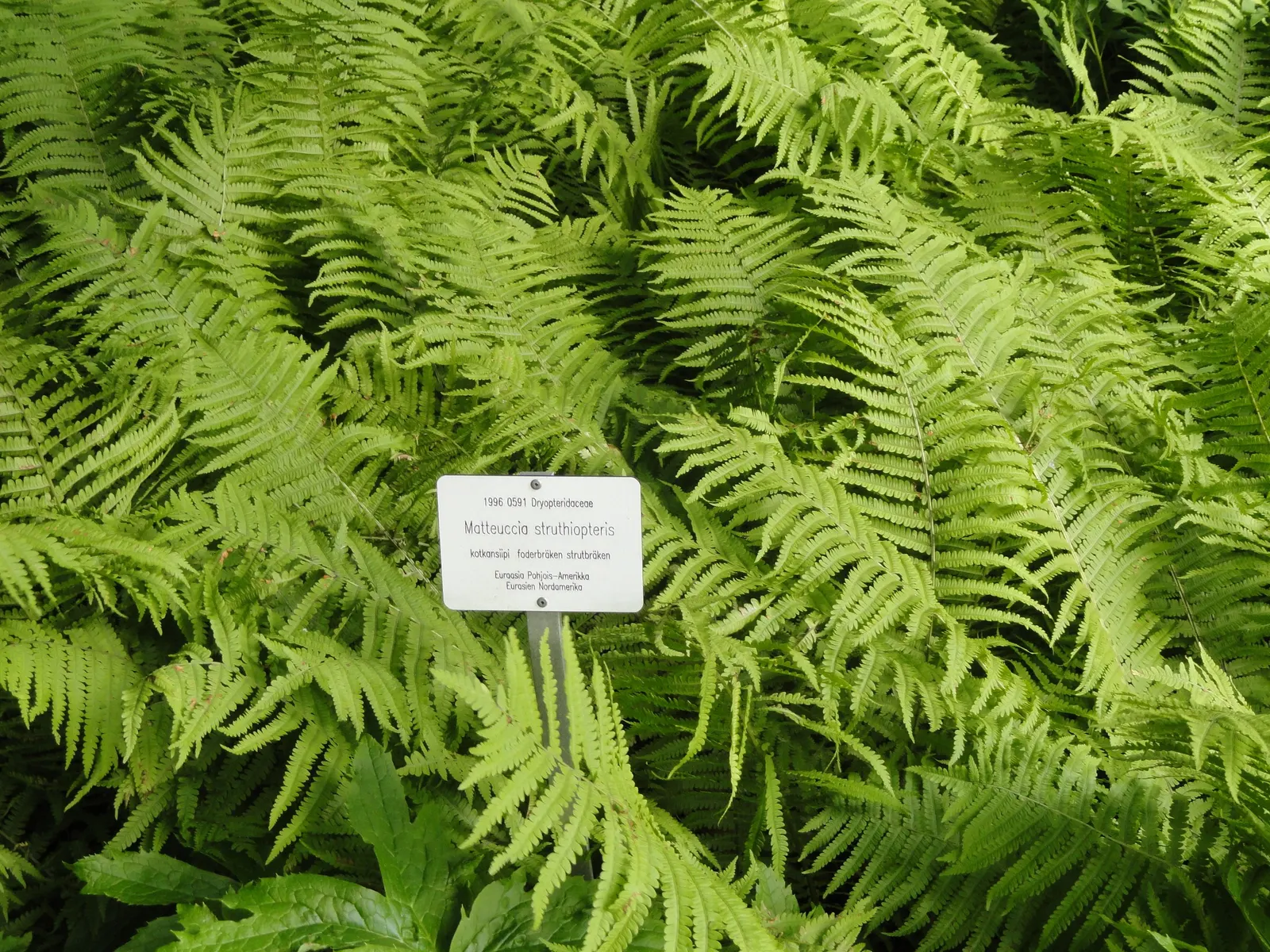 Ostrich Fern (Matteuccia Struthiopteris) — thanks to its underground rhizomes