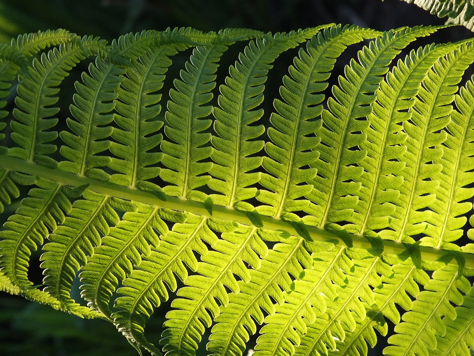 Ostrich Fern (Matteuccia Struthiopteris) — is a deciduous perennial that brings an elegant and lush greenery to any shaded landscape design; known, image 87