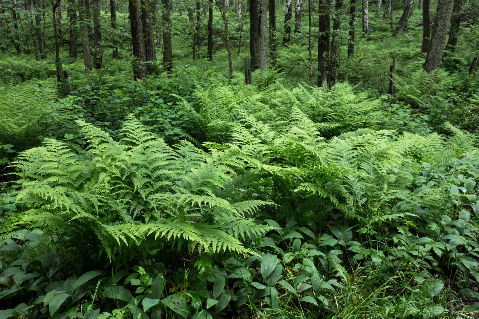 Ostrich Fern (Matteuccia Struthiopteris) — known botanically as Matteuccia struthiopteris; the Ostrich Fern, Matteuccia struthiopteris, is a robust, image 60