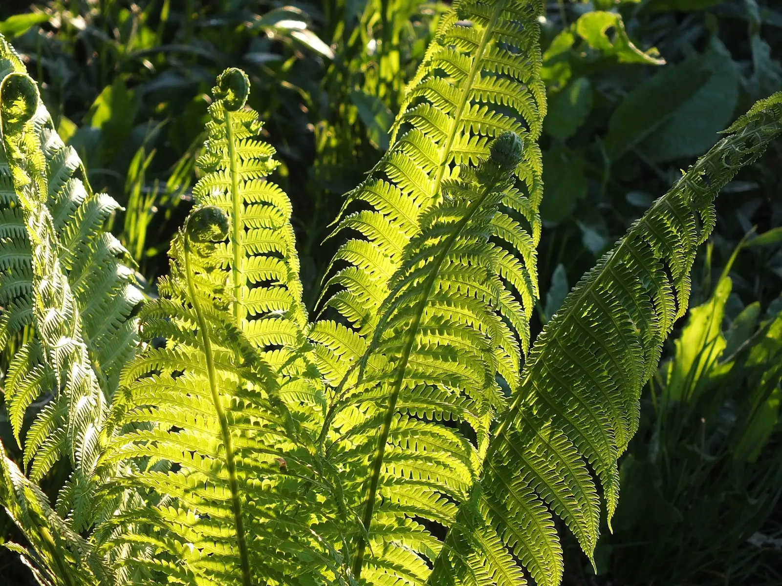 Ostrich Fern (Matteuccia Struthiopteris) — thanks to its underground rhizomes; it provides dramatic vertical texture and lush, image 68
