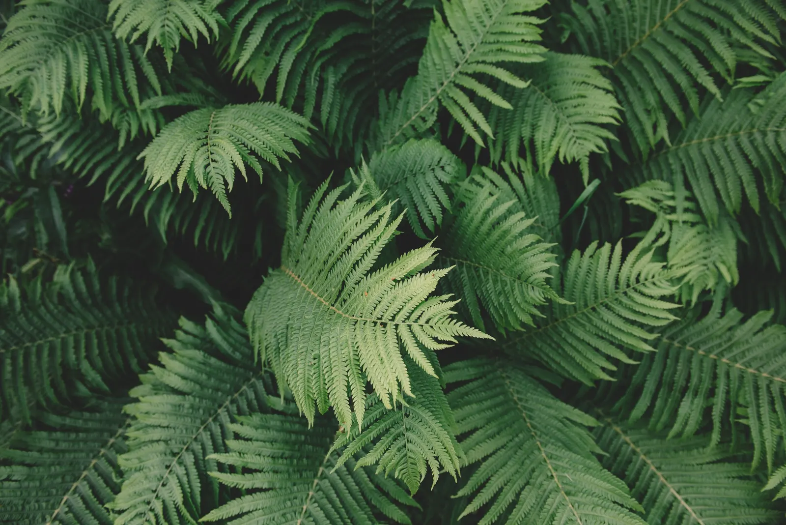 Ostrich Fern (Matteuccia Struthiopteris) — especially during dry periods; this fern\'s growth pattern is distinctive, image 73