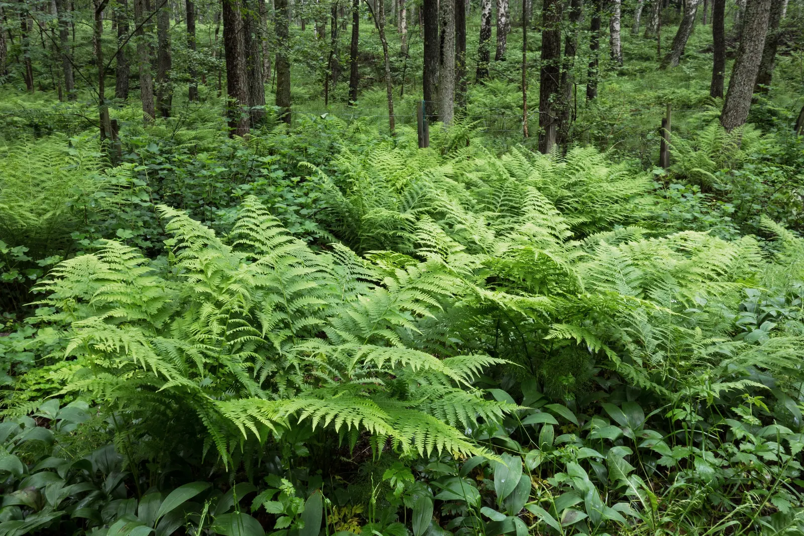 Ostrich Fern (Matteuccia Struthiopteris) — Its common name derives from the grand, arching fronds that resemble the graceful feathers of an ostrich; vase-like