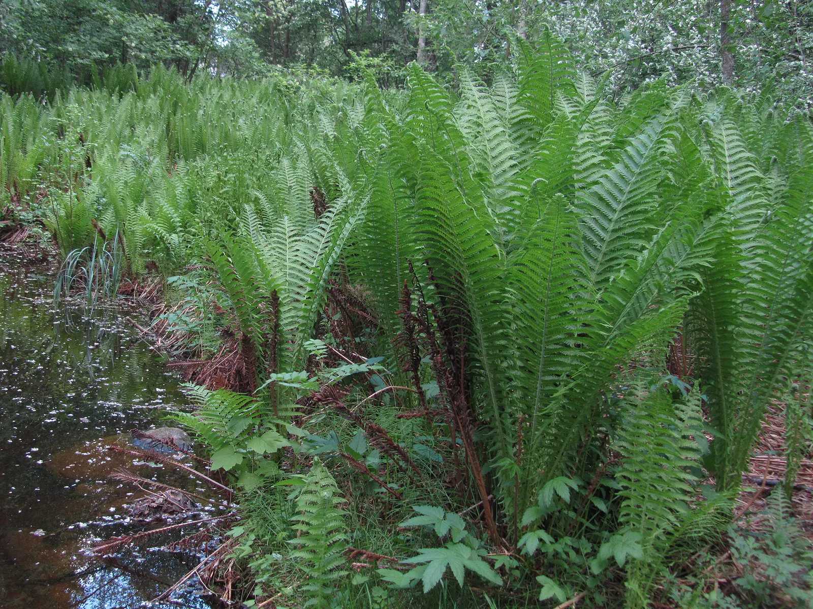 Ostrich Fern (Matteuccia Struthiopteris) — well-drained soil and will thrive in part to full shade; its common name derives from the grand, arching, image 91