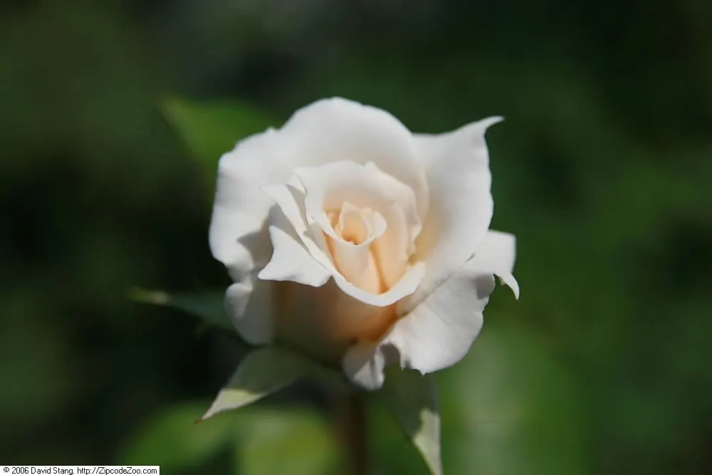 Pascalli Hybrid Tea Rose (Rosa 'Pascali') — Each bloom measures about 4-5 inches across and emits a mild, sweet fragrance
