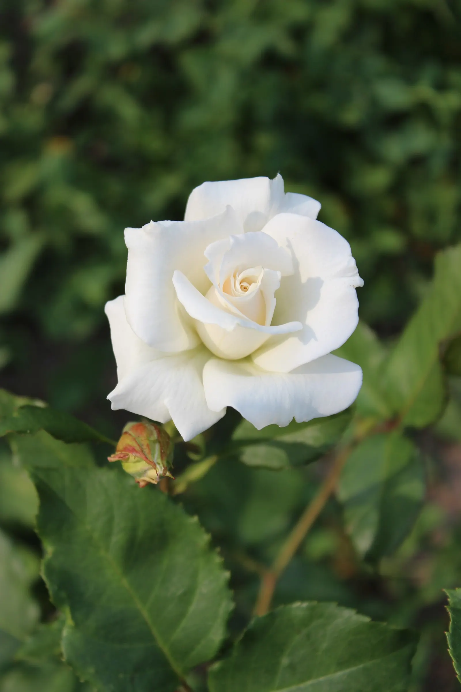 Pascalli Hybrid Tea Rose (Rosa 'Pascali') — This hardy perennial showcases upright growth, reaching heights of 4-5 feet with a spread of up to 3 feet