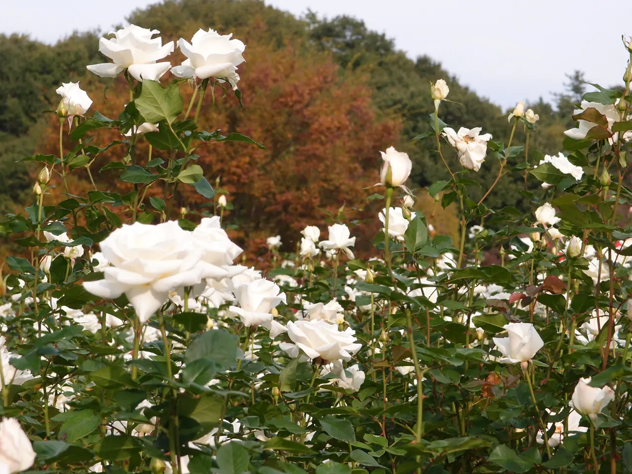 Pascalli Hybrid Tea Rose (Rosa 'Pascali') — also known as the Pascali Hybrid Tea Rose