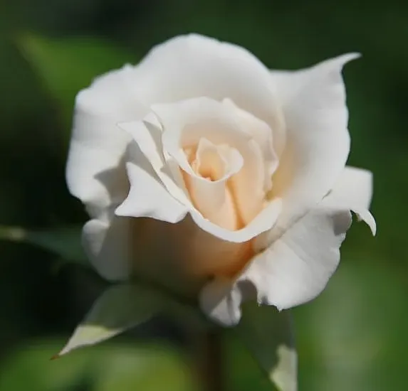 Pascalli Hybrid Tea Rose (Rosa 'Pascali') — Its disease resistance and continuous flowering make 'Pascali' a superb choice for garden elegance