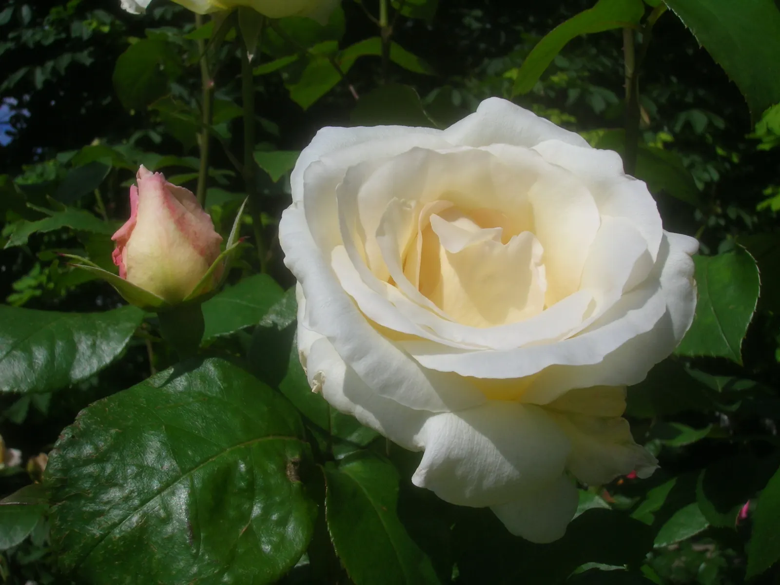 Pascalli Hybrid Tea Rose (Rosa 'Pascali') — The Rosa 'Pascali', a classic Hybrid Tea Rose, features pure white, elegantly formed flowers