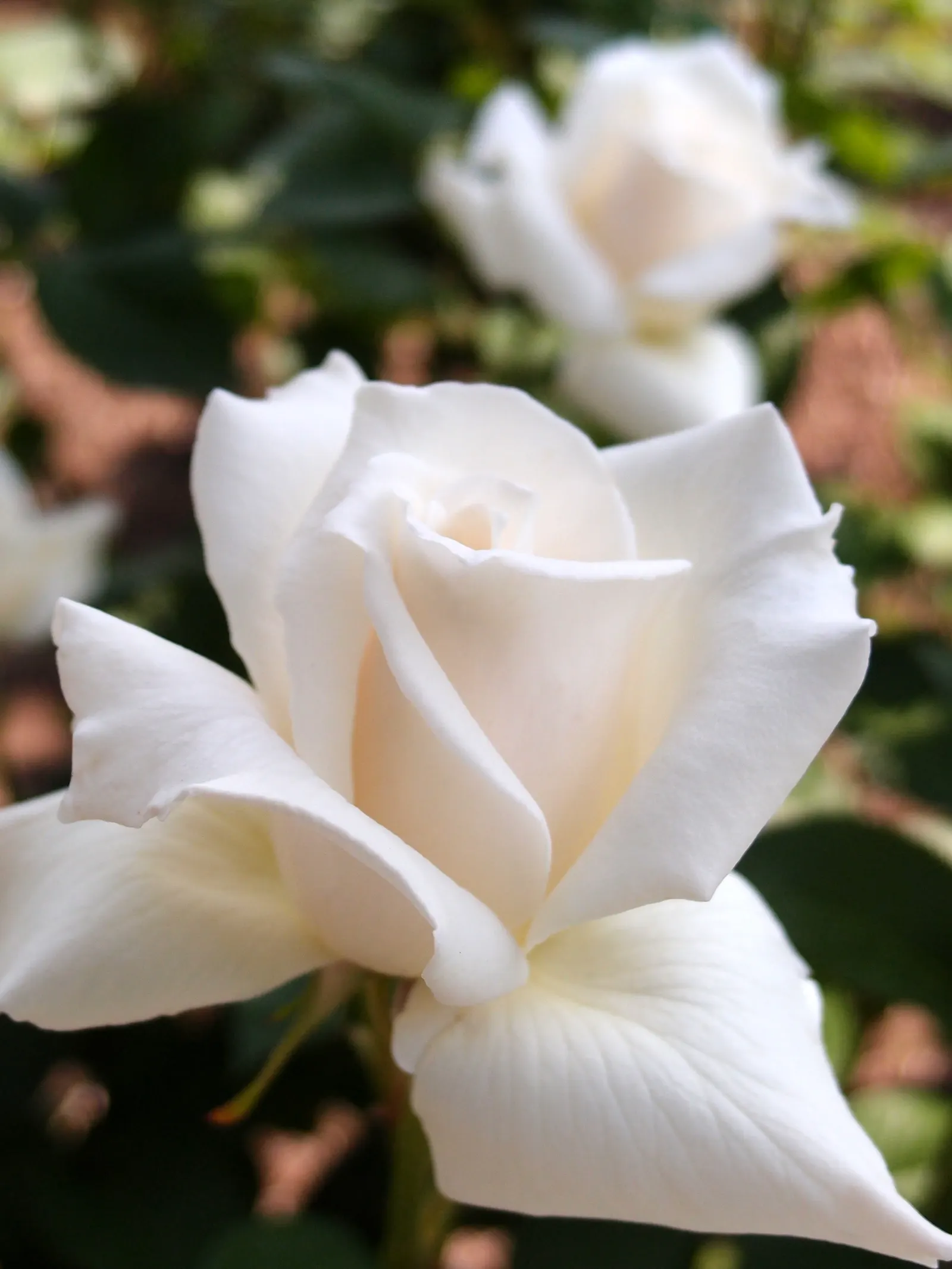 Pascalli Hybrid Tea Rose (Rosa 'Pascali') — is a classic and elegant choice for a refined landscape design