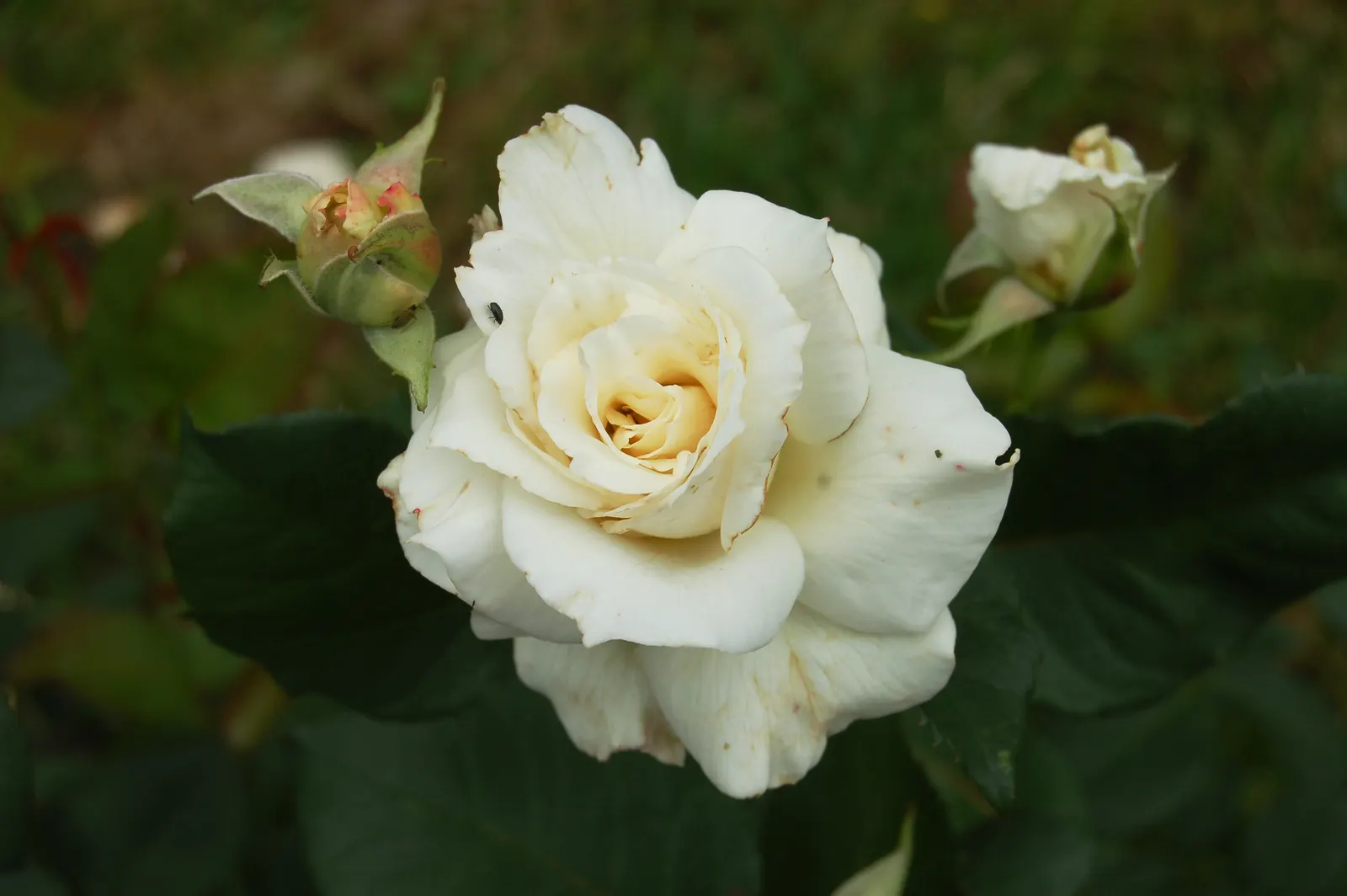 Pascalli Hybrid Tea Rose (Rosa 'Pascali') — Ideal for formal gardens, this rose prefers full sun and well-drained soil