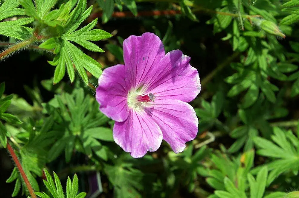 Tiny Monster Cranesbill (Geranium sanguineum 'Tiny Monster') — The Tiny Monster Cranesbill (Geranium san