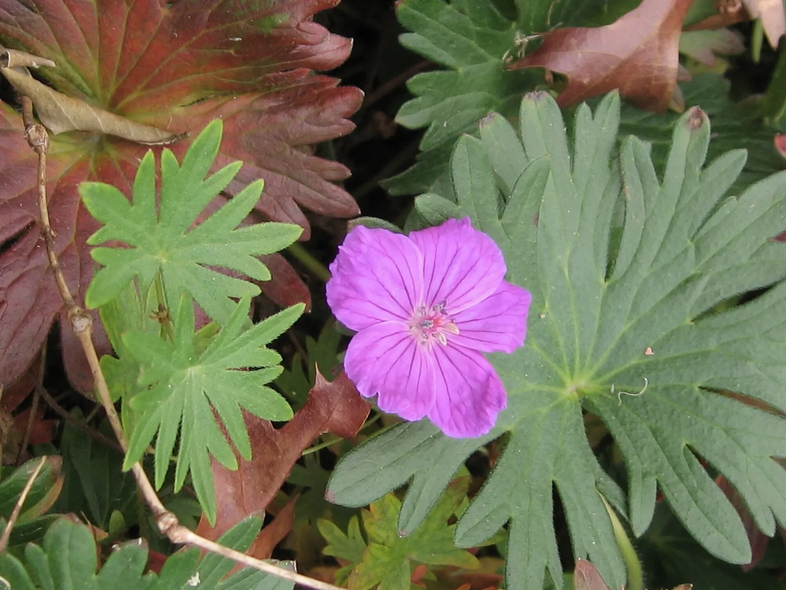 Tiny Monster Cranesbill (Geranium sanguineum 'Tiny Monster') — or as underplanting for taller perennials.<br><br>From late spring through midsummer