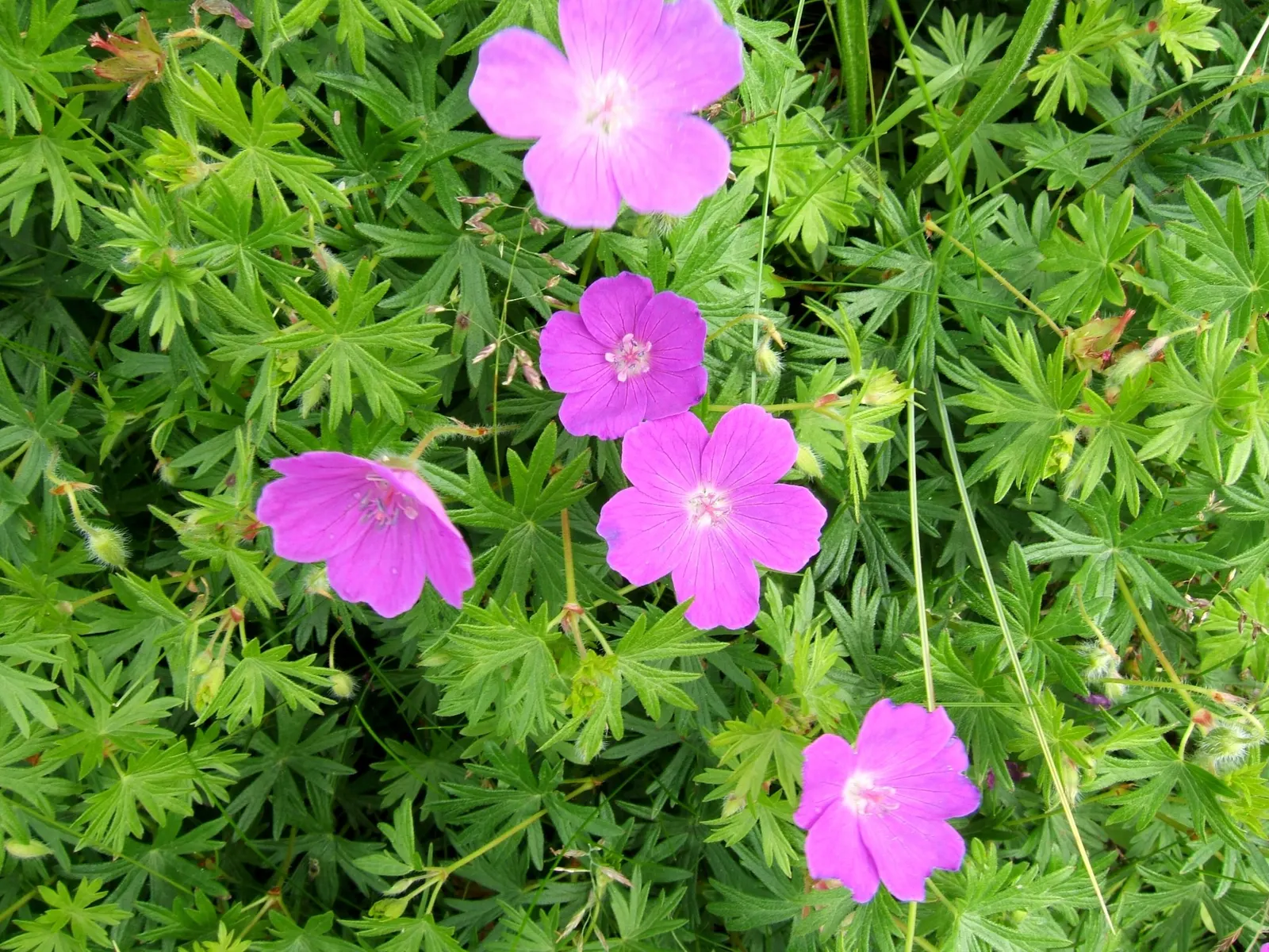 Tiny Monster Cranesbill (Geranium sanguineum 'Tiny Monster') — This variety is known for its remarkable heat tolerance and resistance to pests and disease