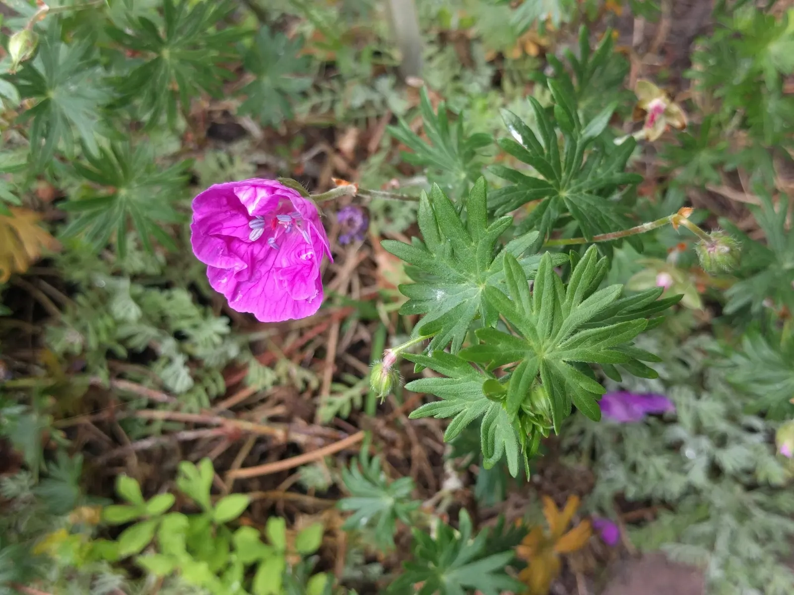 Tiny Monster Cranesbill (Geranium sanguineum 'Tiny Monster') — presenting an attractive ground cover even when not in bloom