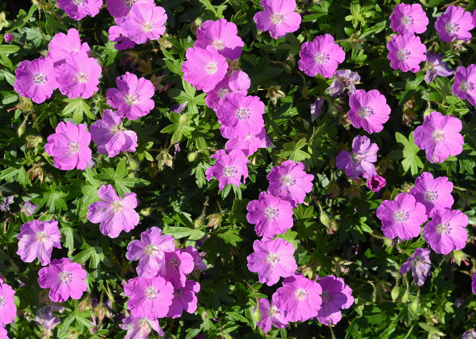 Tiny Monster Cranesbill (Geranium sanguineum 'Tiny Monster') — makes it an ideal choice for borders