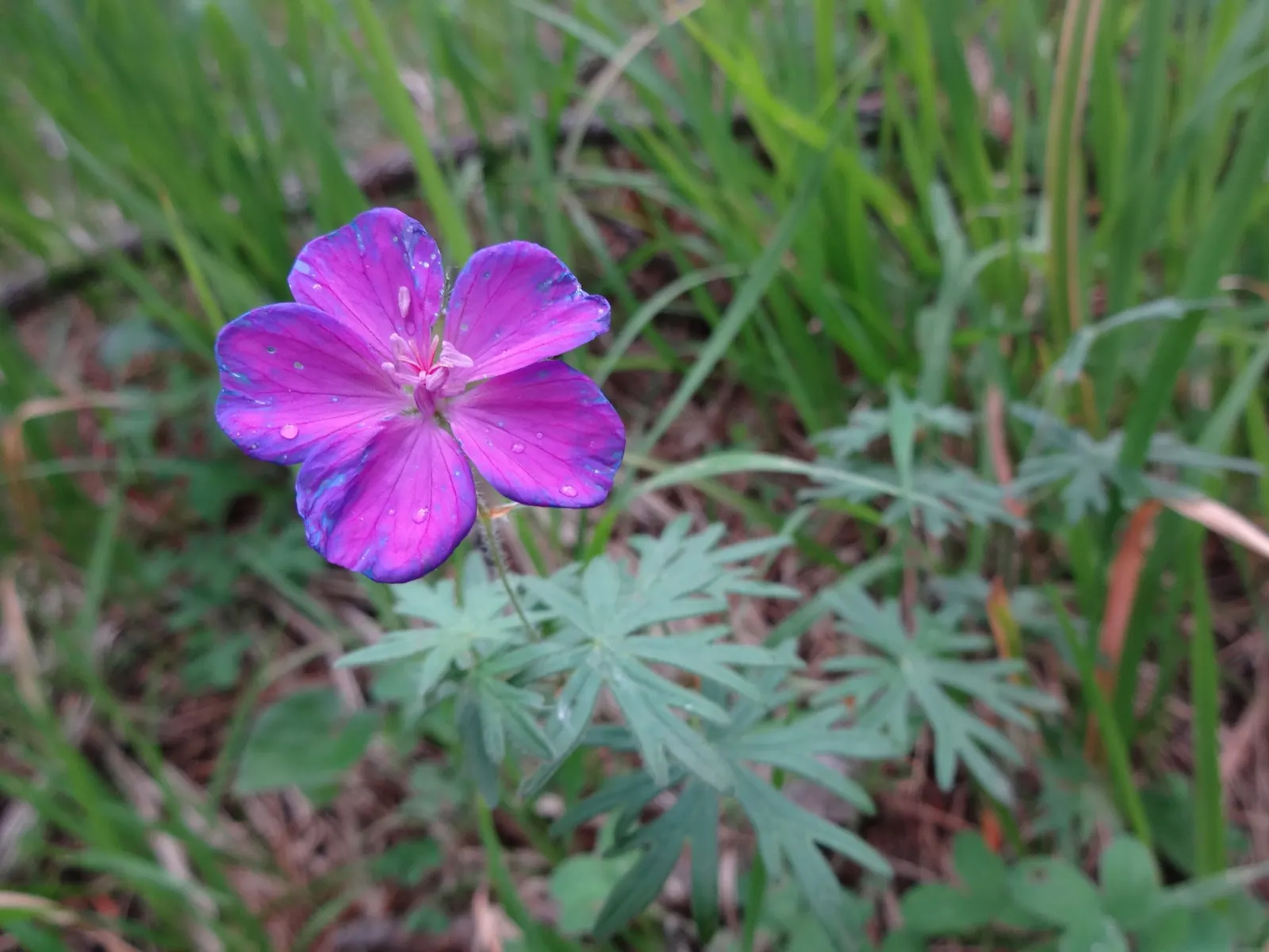 Tiny Monster Cranesbill (Geranium sanguineum 'Tiny Monster') — low-maintenance perennial