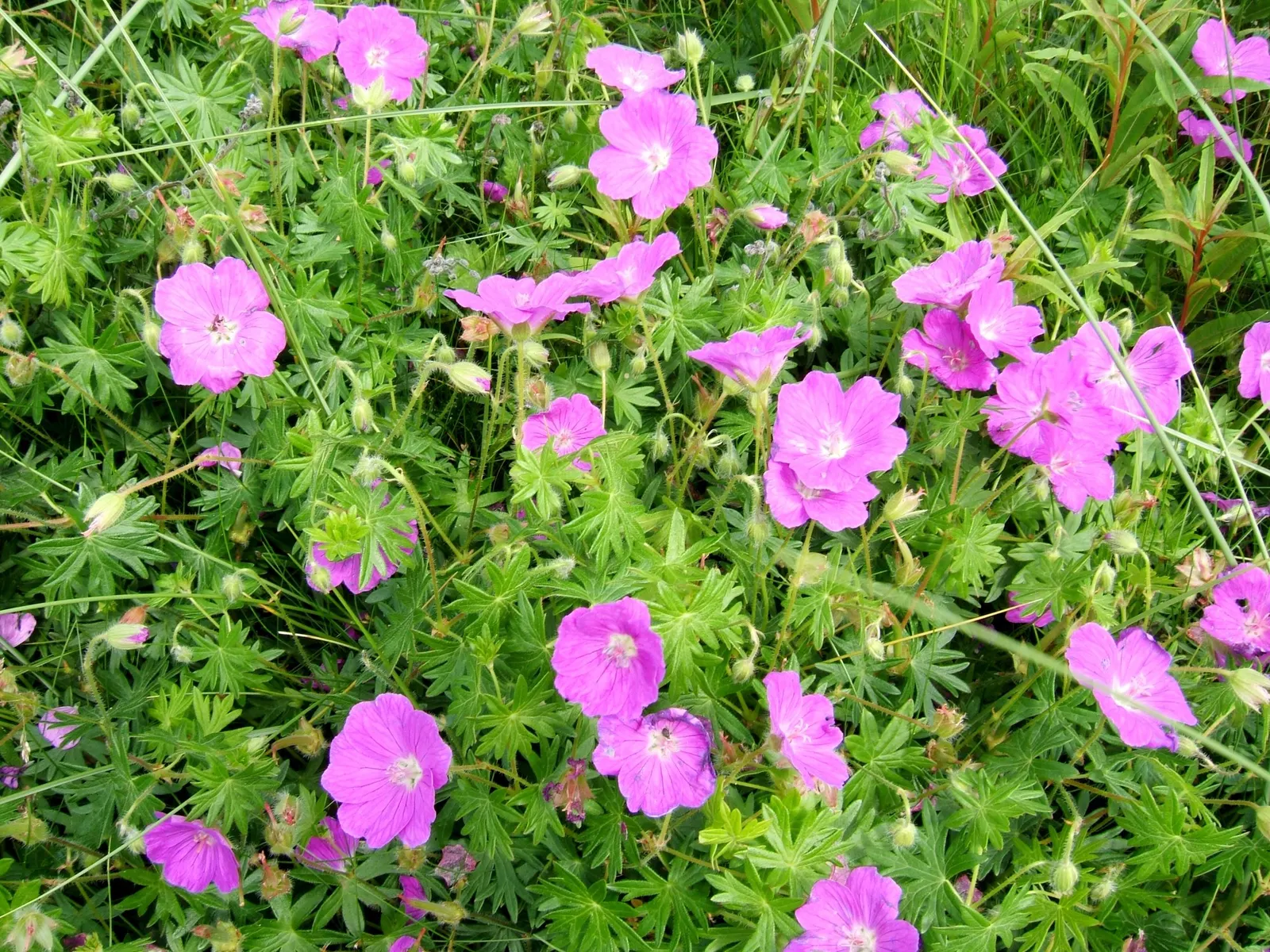 Tiny Monster Cranesbill (Geranium sanguineum 'Tiny Monster') — Preferring full sun to part shade