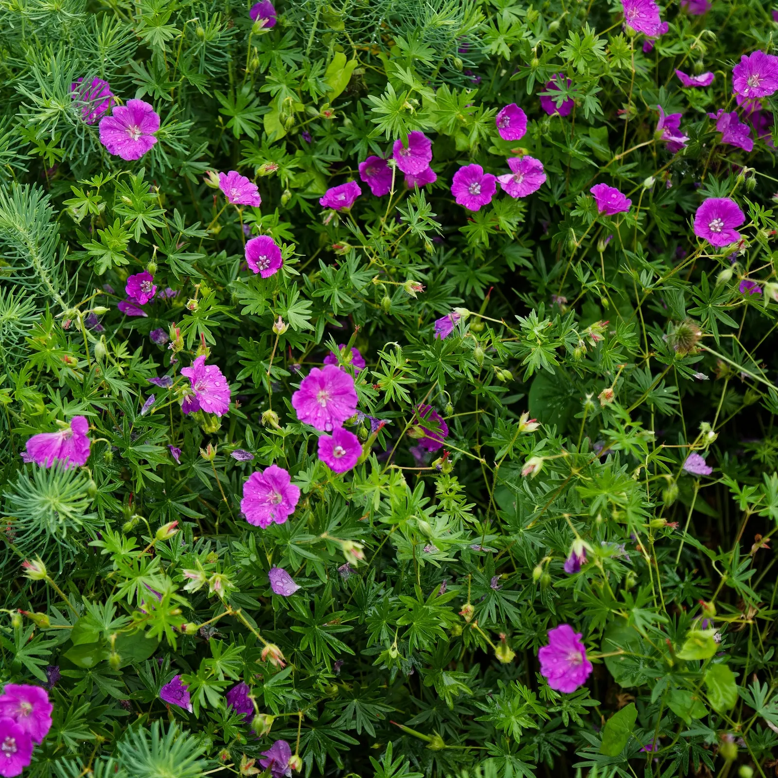 Tiny Monster Cranesbill (Geranium sanguineum 'Tiny Monster') — flaunting magenta-pink flowers with veined petals amid a sea of dense