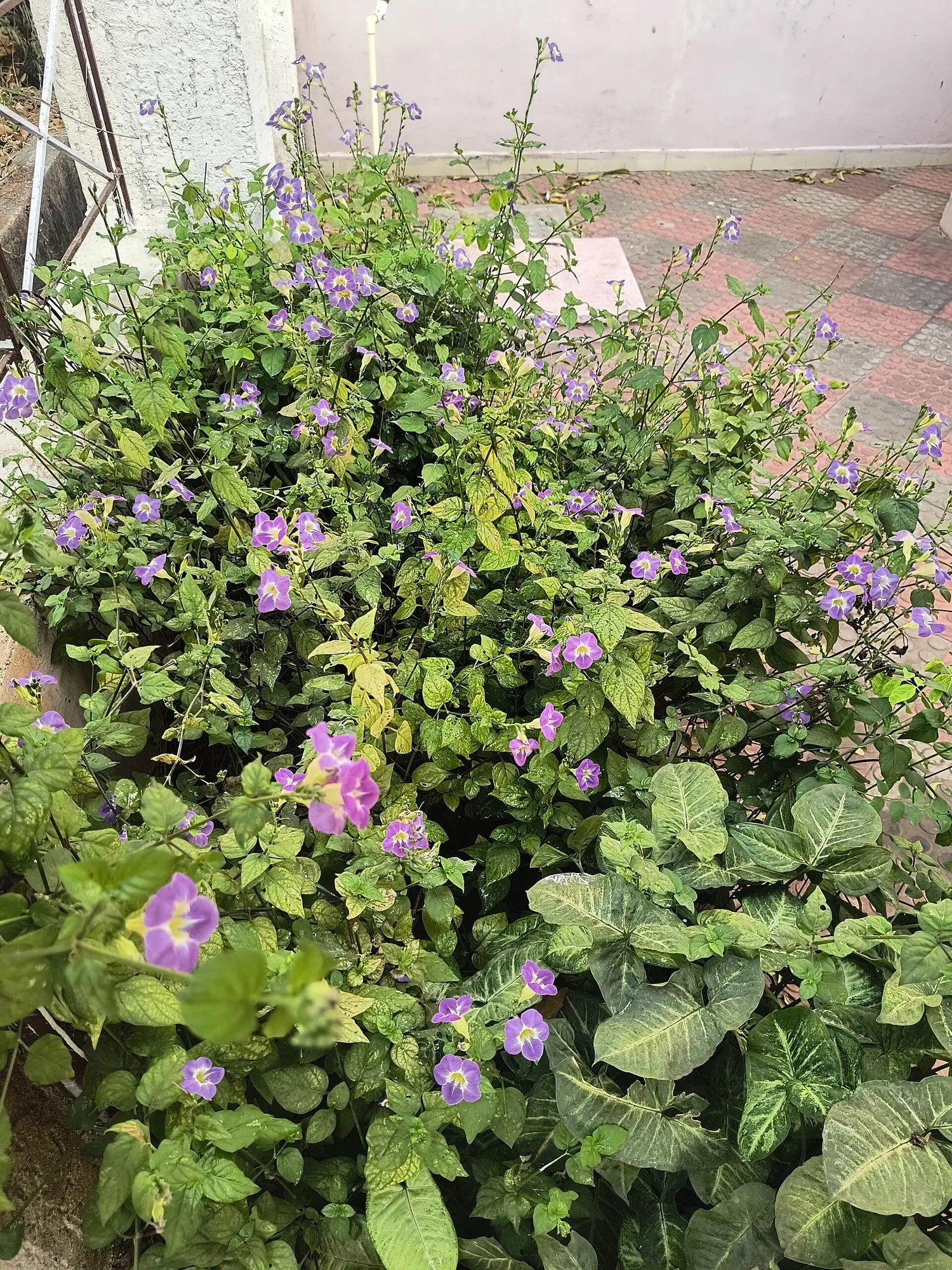 Tiny Monster Cranesbill (Geranium sanguineum 'Tiny Monster') — This vigorous cultivar boasts a dense mat of deeply lobed