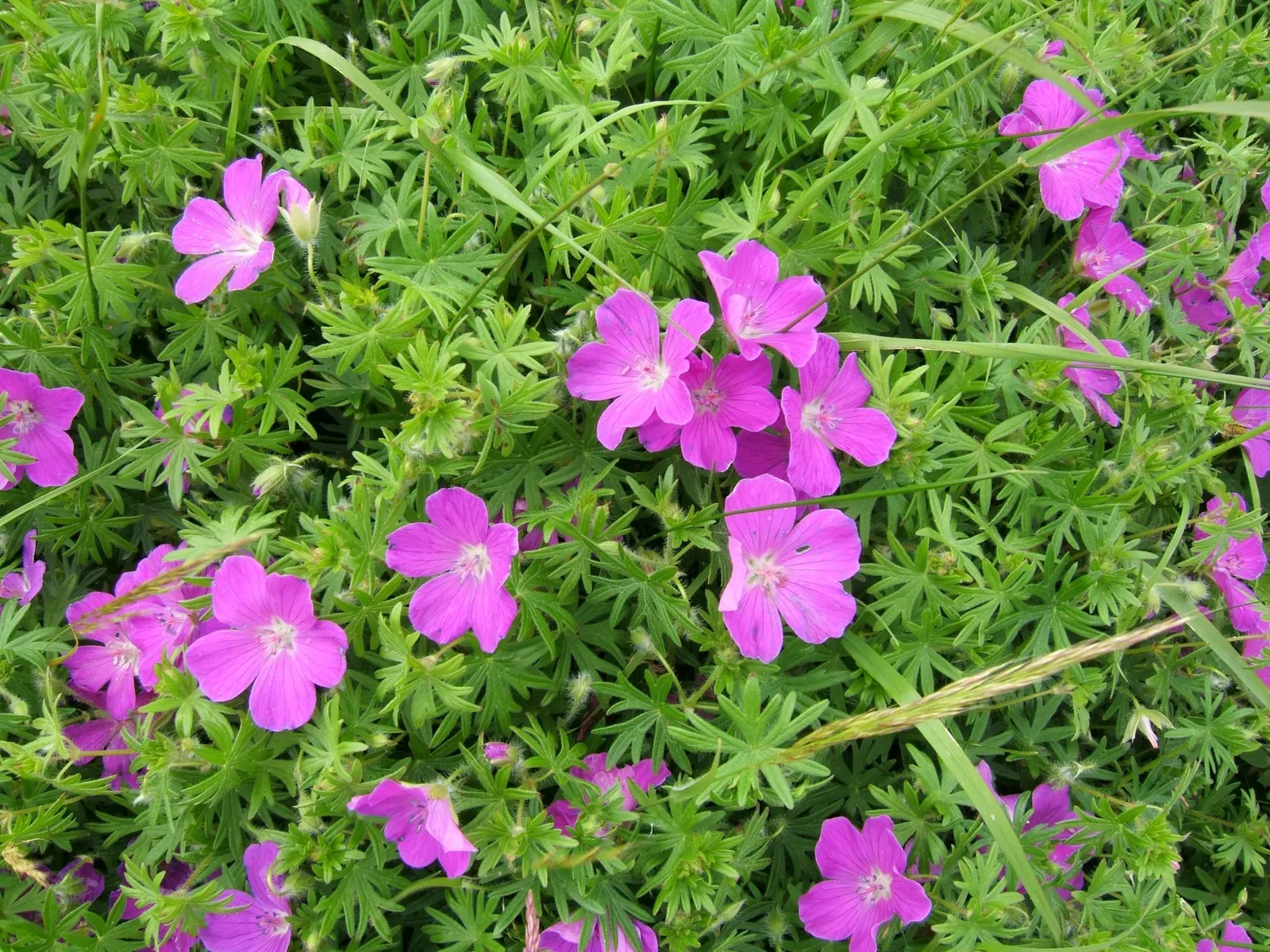 Tiny Monster Cranesbill (Geranium sanguineum 'Tiny Monster') — offering continuous color from late spring to midsummer