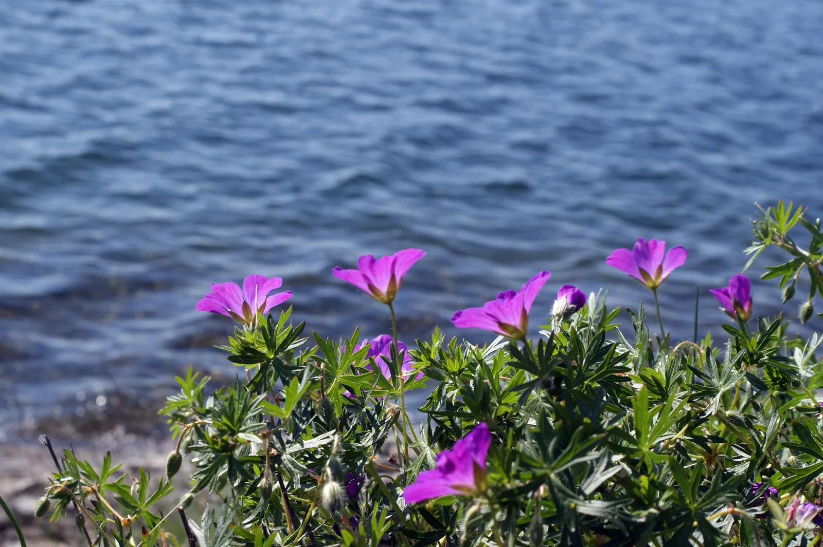 Tiny Monster Cranesbill (Geranium sanguineum 'Tiny Monster') — The blooms may reappear sporadically until the first frost, providing extended seasonal interest