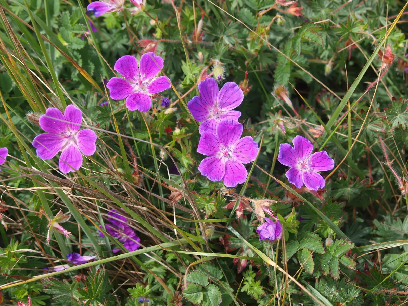 Tiny Monster Cranesbill (Geranium sanguineum 'Tiny Monster') — offering a striking contrast against its foliage