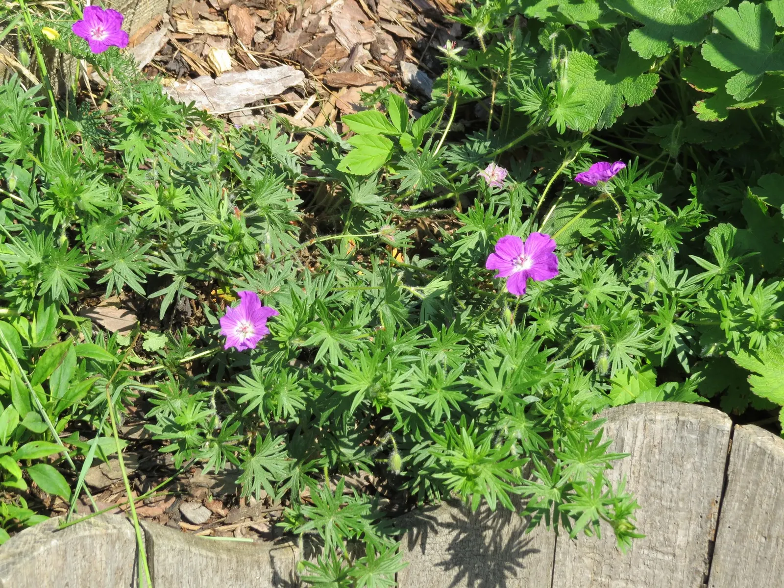 Tiny Monster Cranesbill (Geranium sanguineum 'Tiny Monster') — with a height of approximately 10 to 12 inches and a spread of about 18 to 24 inches