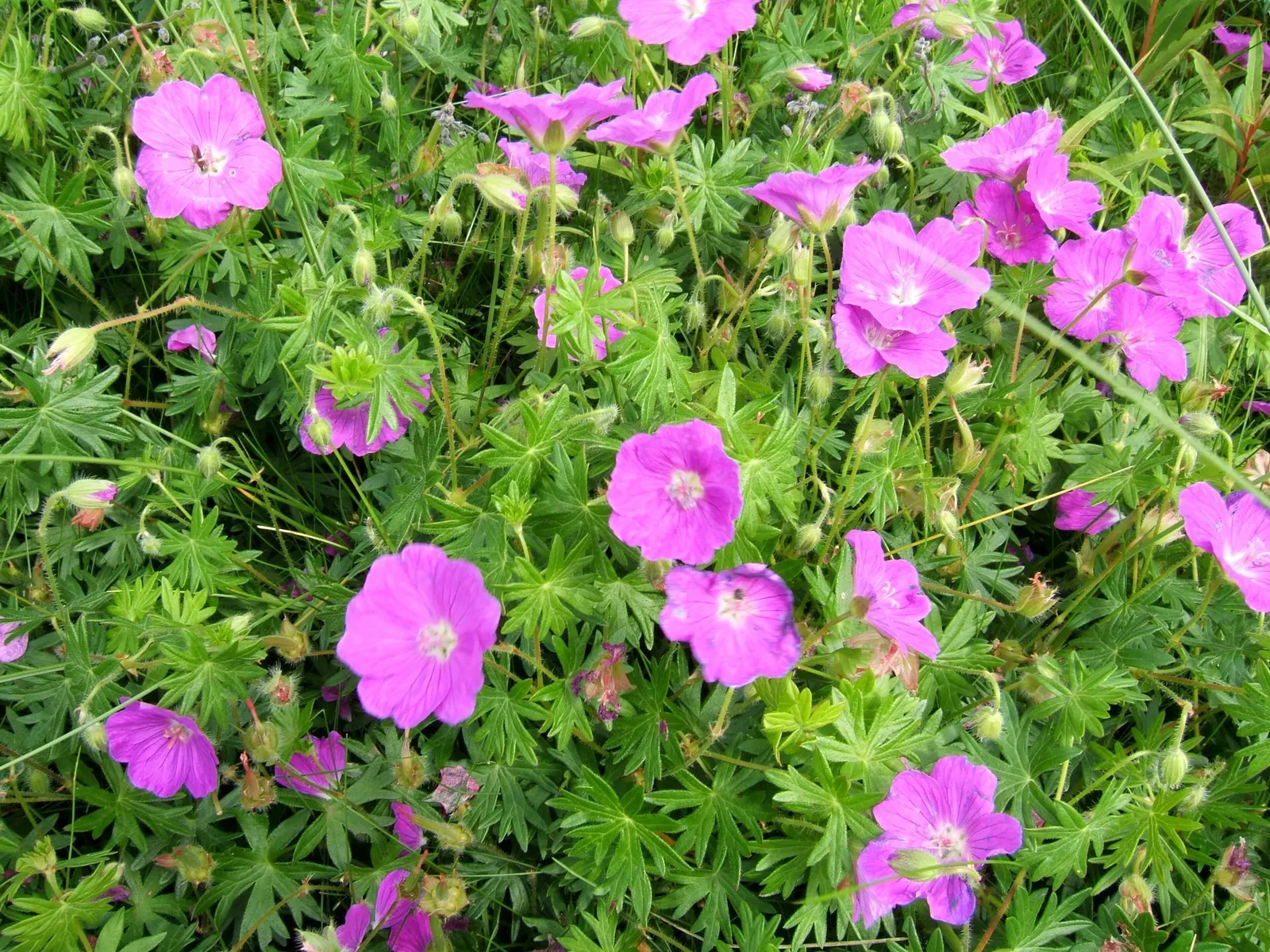 Tiny Monster Cranesbill (Geranium sanguineum 'Tiny Monster') — this vigorous bloomer is perfect for borders