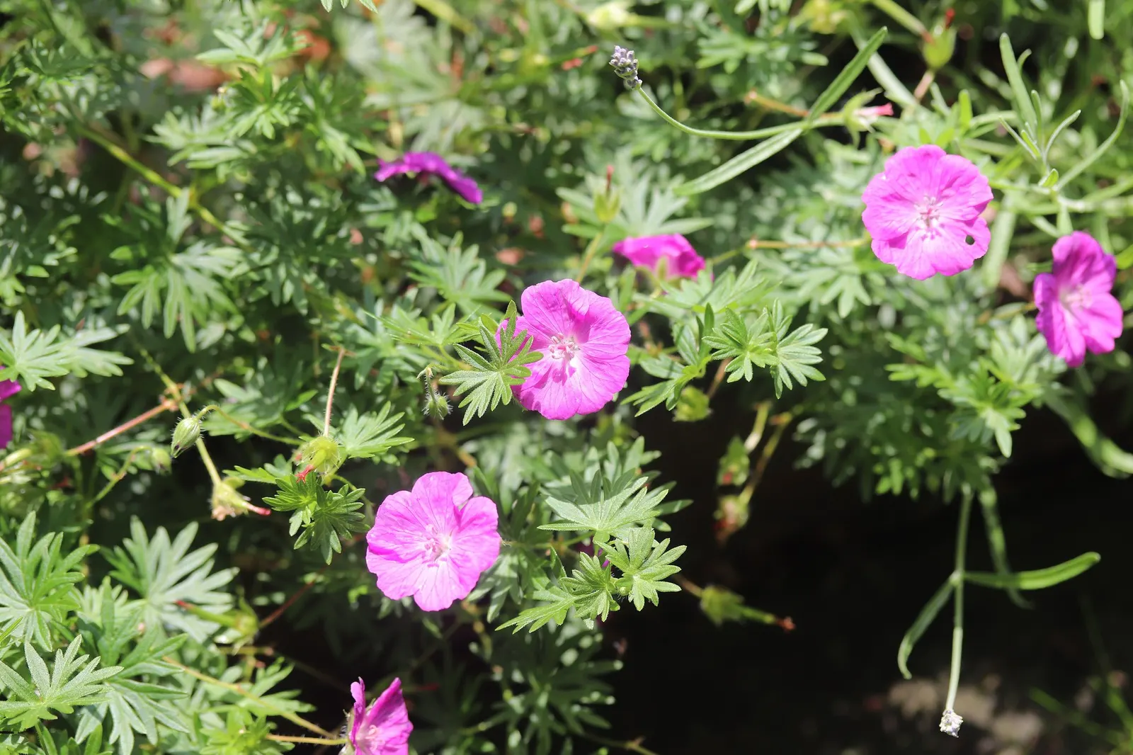 Tiny Monster Cranesbill (Geranium sanguineum 'Tiny Monster') — 'Tiny Monster') is a robust