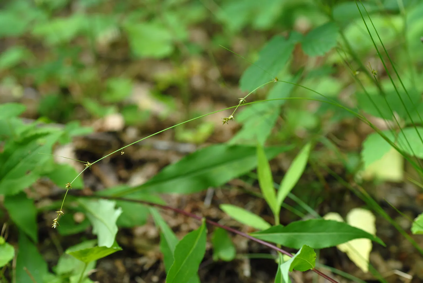 Eastern Star Sedge (Carex Radiata) — clump-forming perennial sedge native to the woodlands and moist meadows of Eastern North America