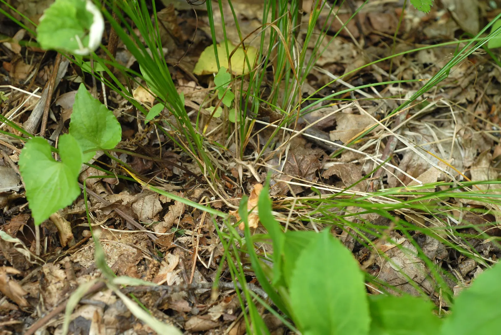 Eastern Star Sedge (Carex Radiata) — scientifically known as Carex radiata