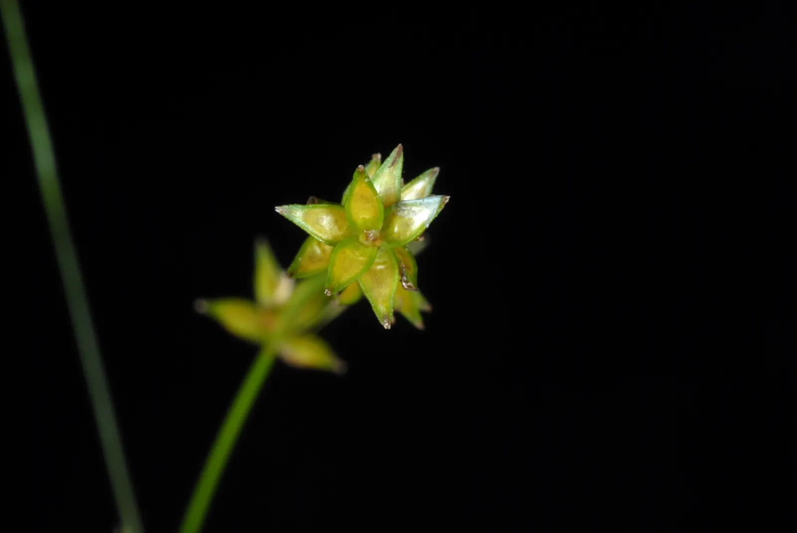 Eastern Star Sedge (Carex Radiata) — though it will tolerate dappled sunlight
