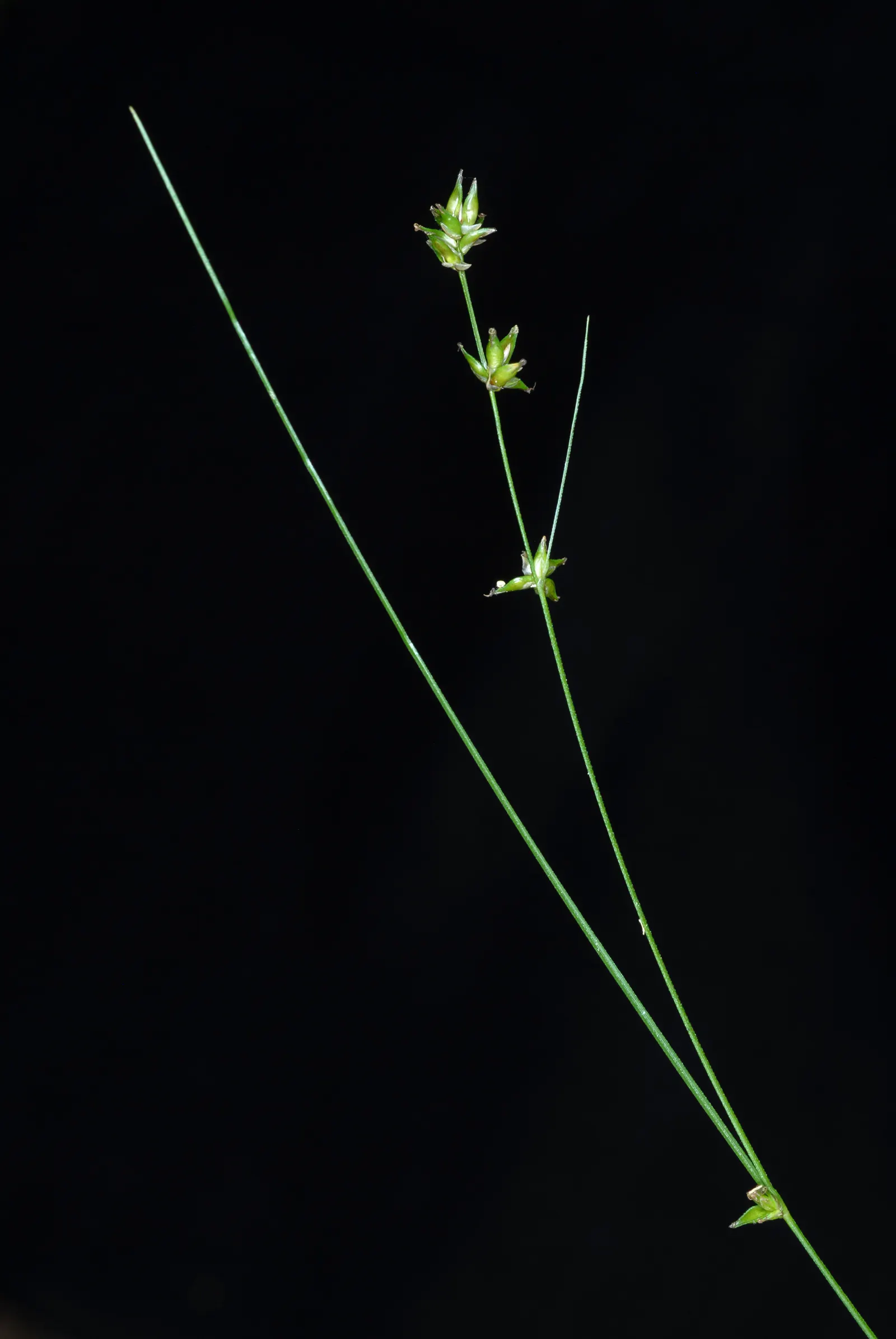 Eastern Star Sedge (Carex Radiata) — Maturing to 1-2 ft tall and wide, its fine-textured, bright green leaves form tidy, fountain-like clumps
