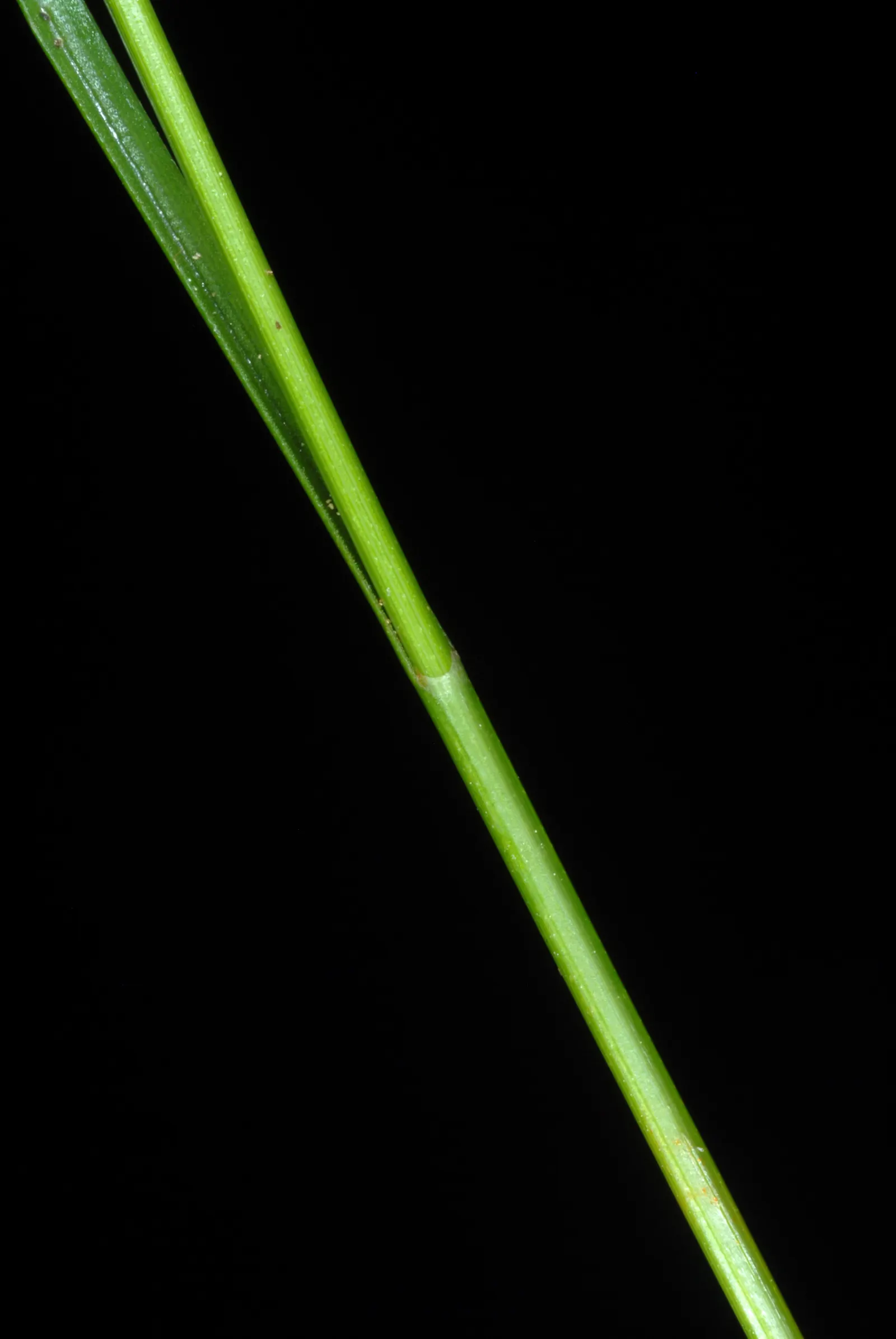 Eastern Star Sedge (Carex Radiata) — this sedge prefers partial to full shade
