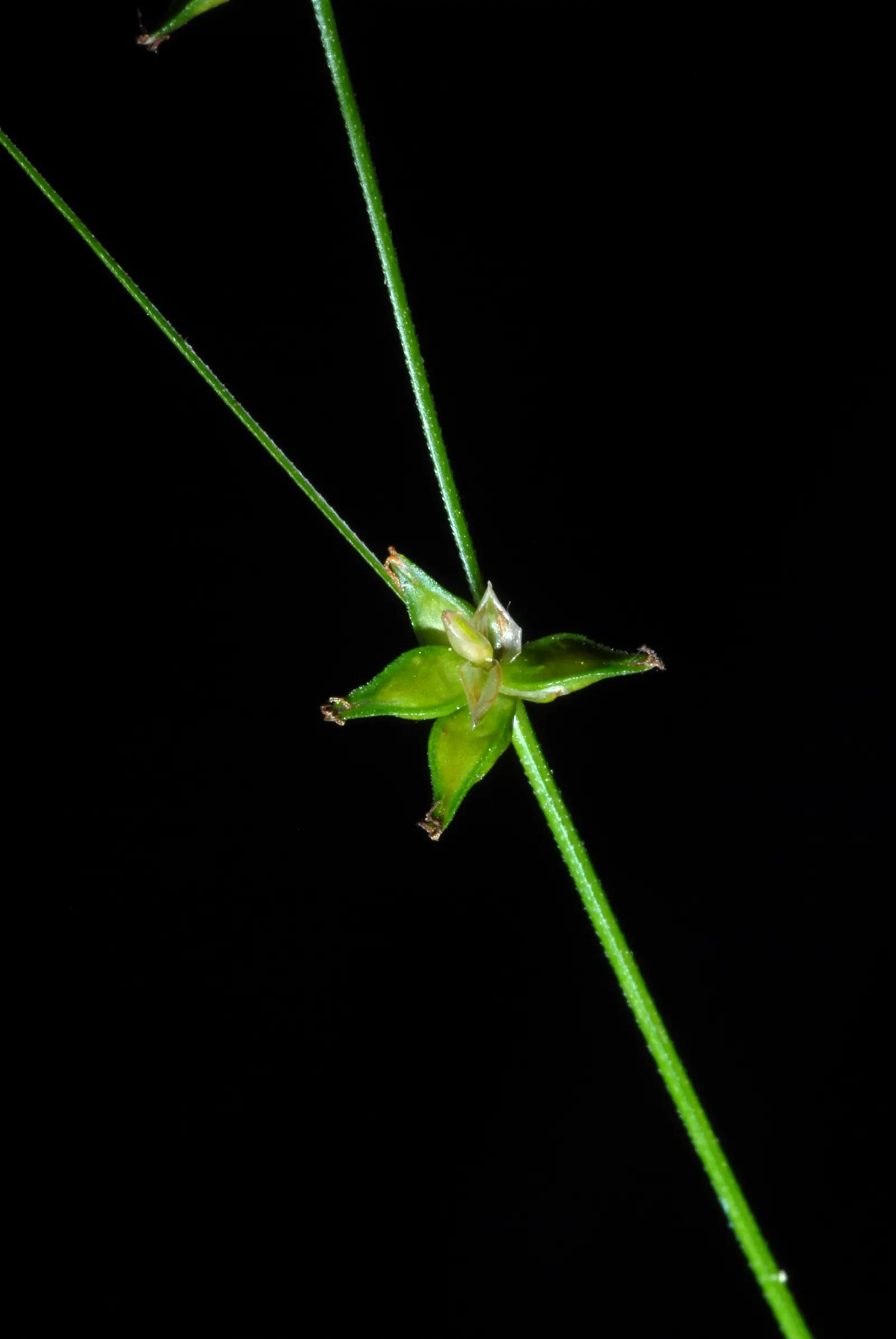 Eastern Star Sedge (Carex Radiata) — It is prized for its fine-textured foliage and adaptability