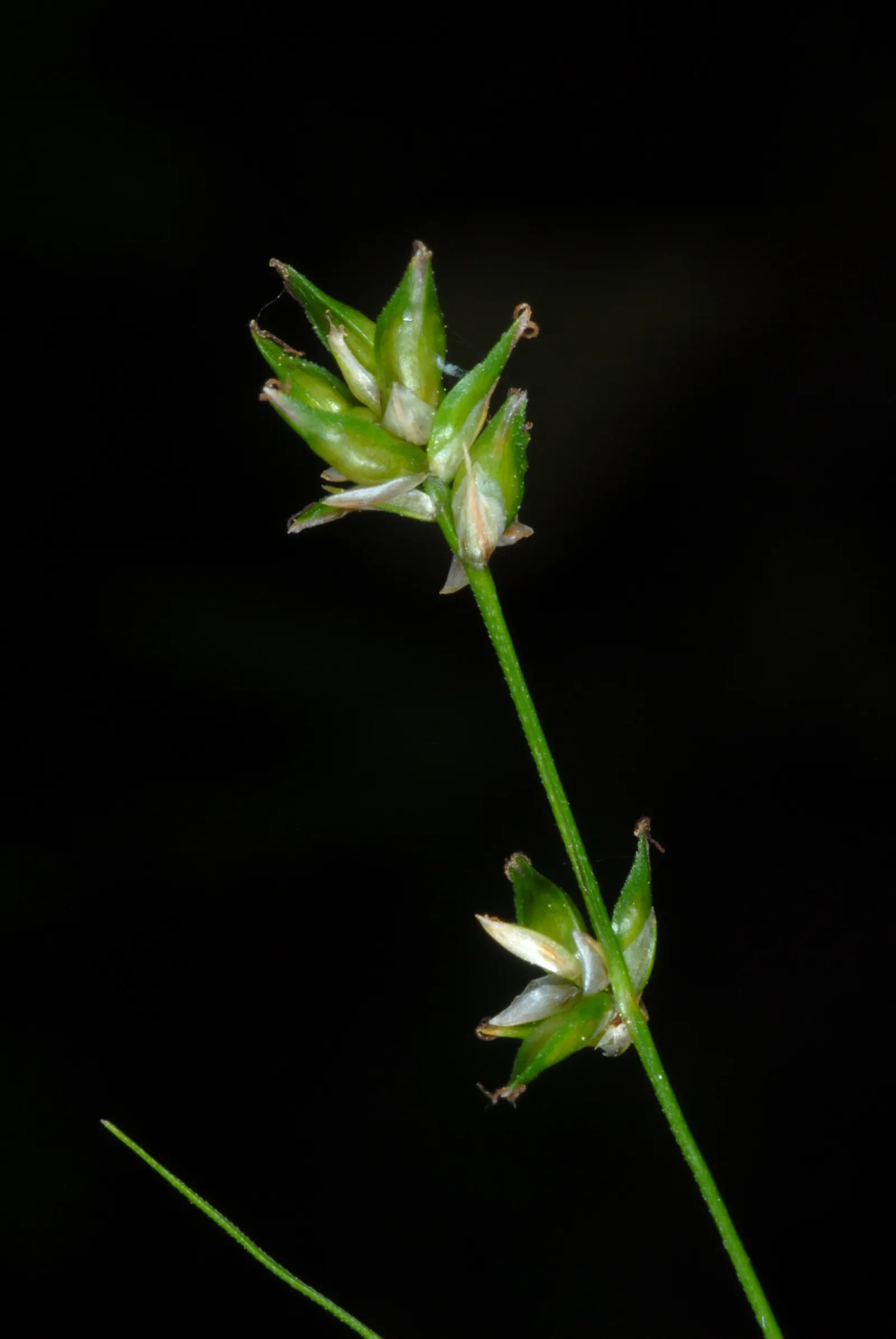 Eastern Star Sedge (Carex Radiata) — It flourishes in partial to full shade with moist, well-drained soils