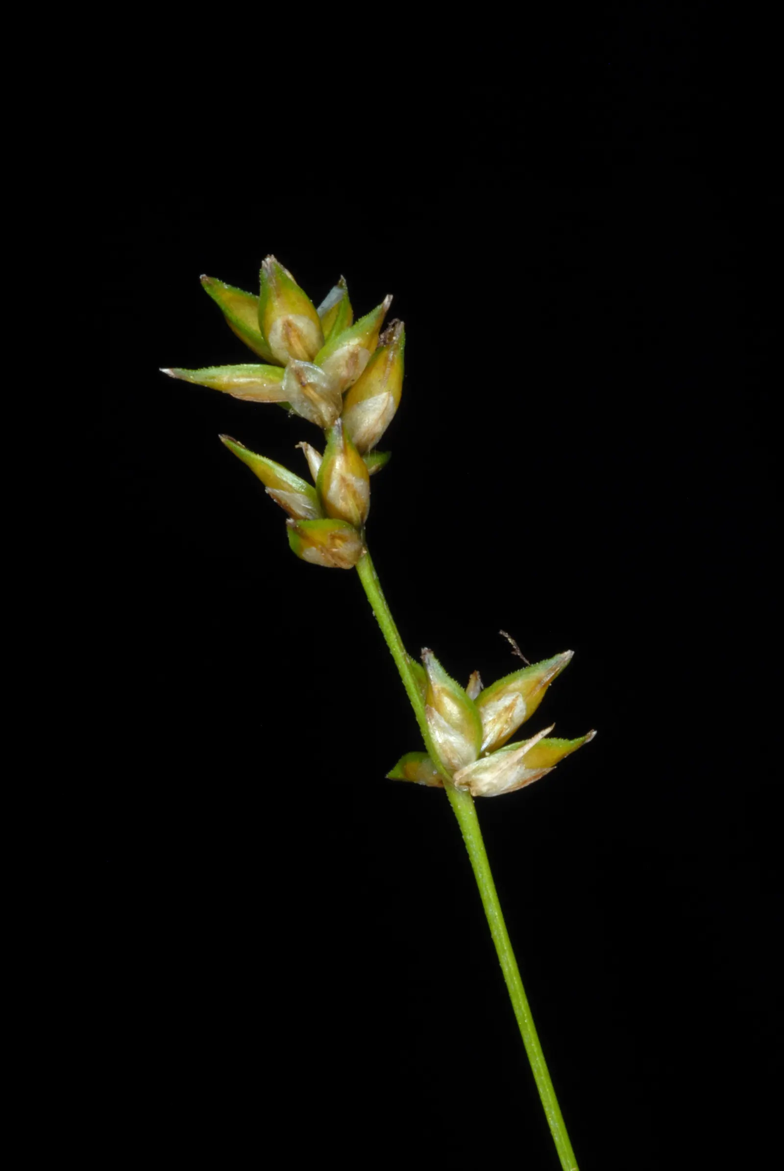 Eastern Star Sedge (Carex Radiata) — Hardy and adaptable, it is also deer resistant
