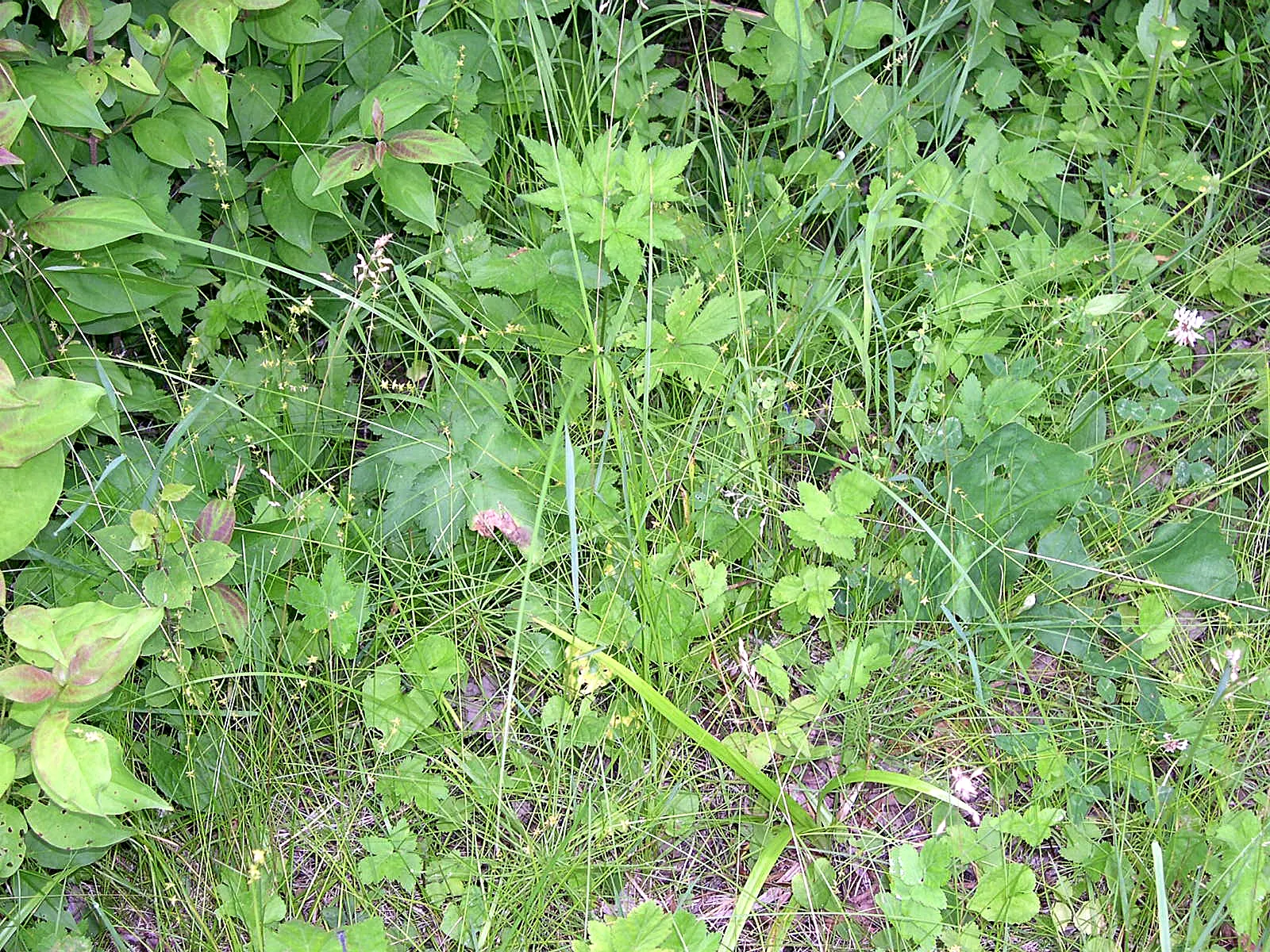 Eastern Star Sedge (Carex Radiata) — serving as a versatile ground cover and habitat for wildlife