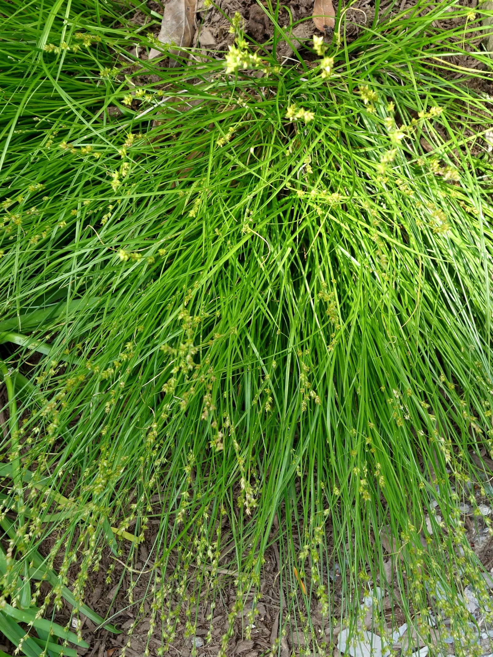 Eastern Star Sedge (Carex Radiata) — Eastern Star Sedge, Carex radiata, is a North American native perennial grass, thriving in zones 4-9
