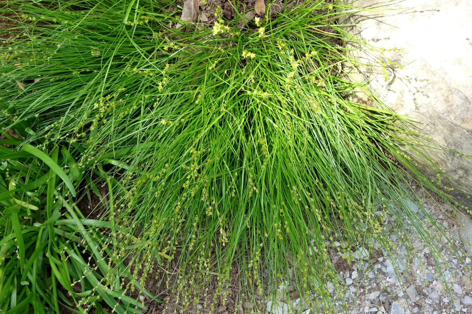 Eastern Star Sedge (Carex Radiata) — This low-maintenance sedge adds texture to woodland gardens and borders