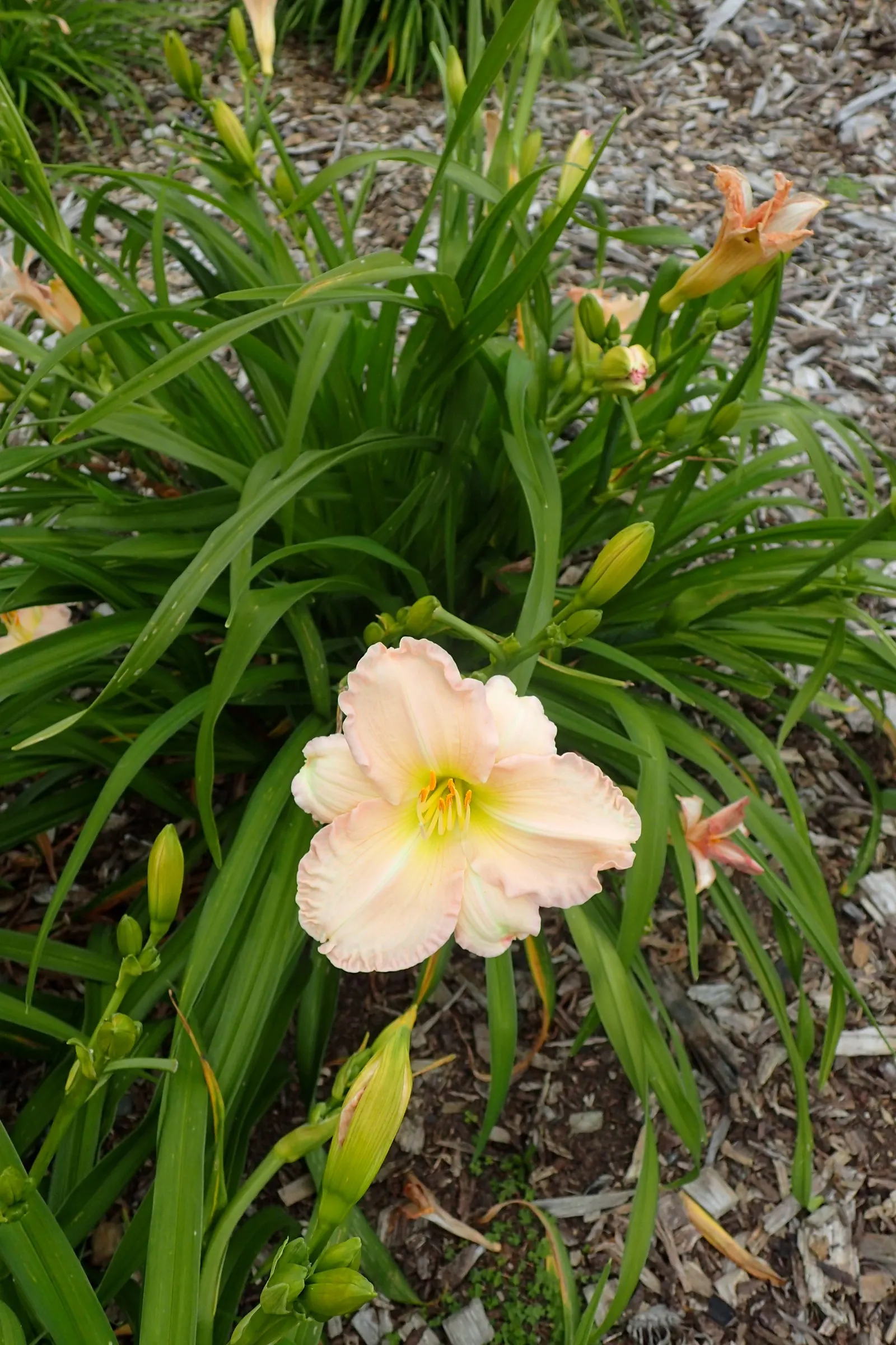 Lullaby Baby Daylily (Hemerocallis 'Lullaby Baby') — pastel pink blooms with delicate ruffled edges and a subtle lemon throat