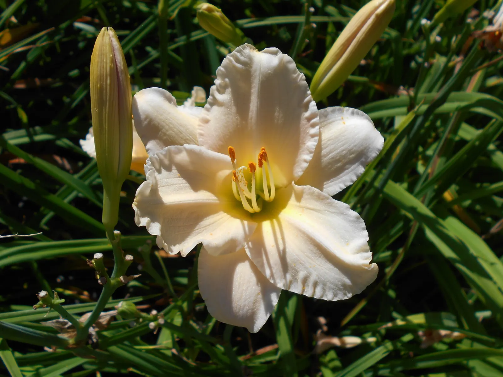 Lullaby Baby Daylily (Hemerocallis 'Lullaby Baby') — Thriving in USDA zones 3-9, it reaches a modest 18 inches in height and spreads up to 24 inches