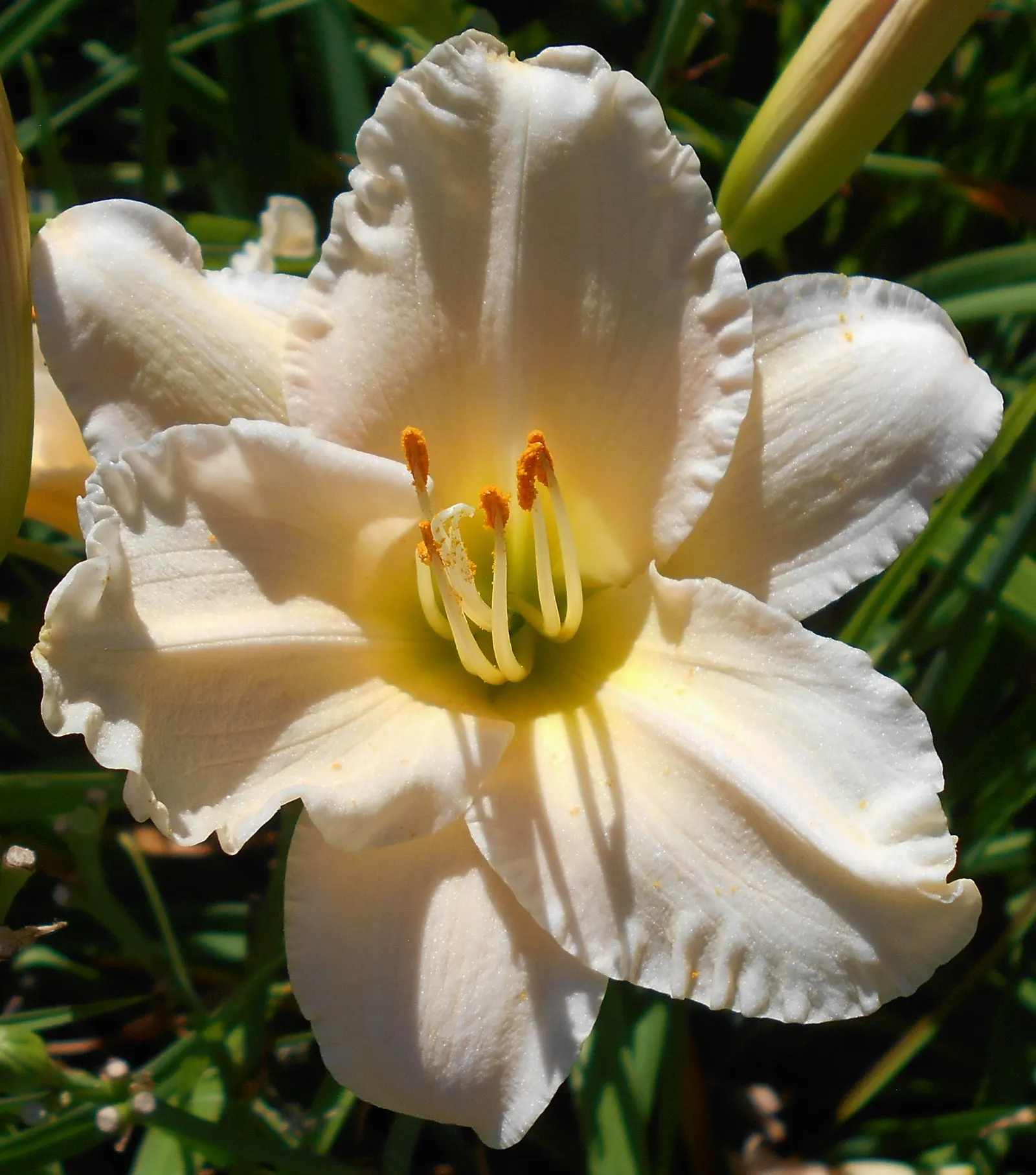Lullaby Baby Daylily (Hemerocallis 'Lullaby Baby') — This adaptable daylily enjoys full sun to partial shade and moderate water