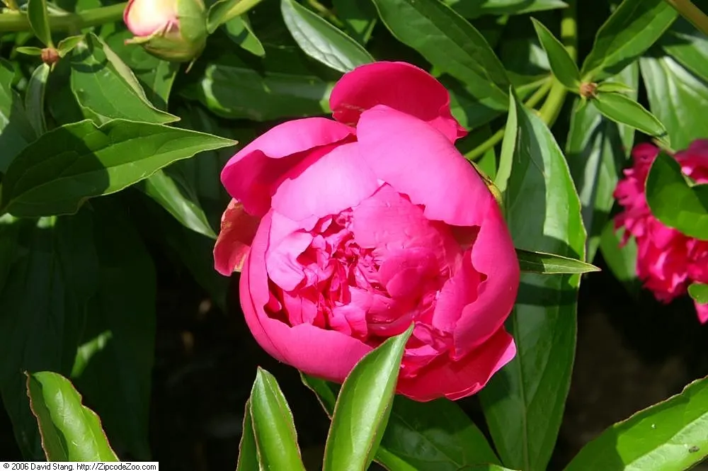 Felix Supreme Peony (Paeonia X 'Felix Supreme') — fragrant blooms that showcase deep