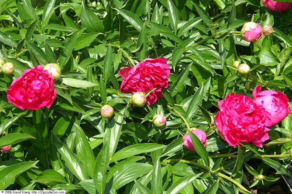 Felix Supreme Peony (Paeonia X 'Felix Supreme') — it reaches a mature height of 2.5-3 feet and spreads equally