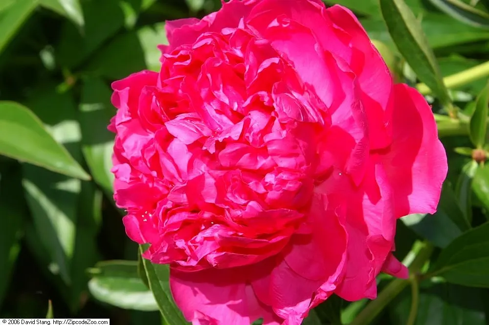 Felix Supreme Peony (Paeonia X 'Felix Supreme') — ruby-red petals with a lavish