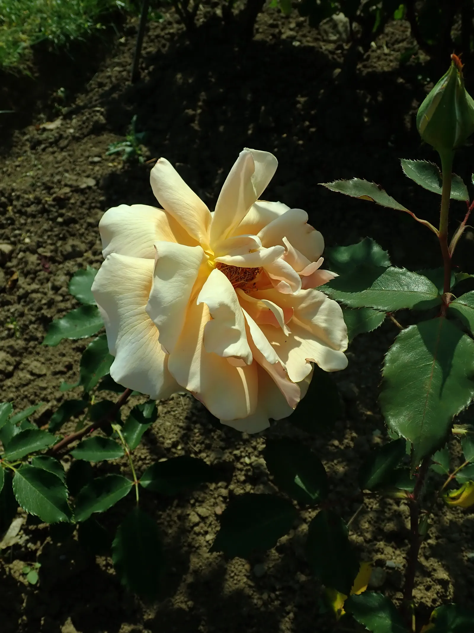 Just Joey Tea Rose (Rosa 'Just Joey') — The petals exhibit a warm