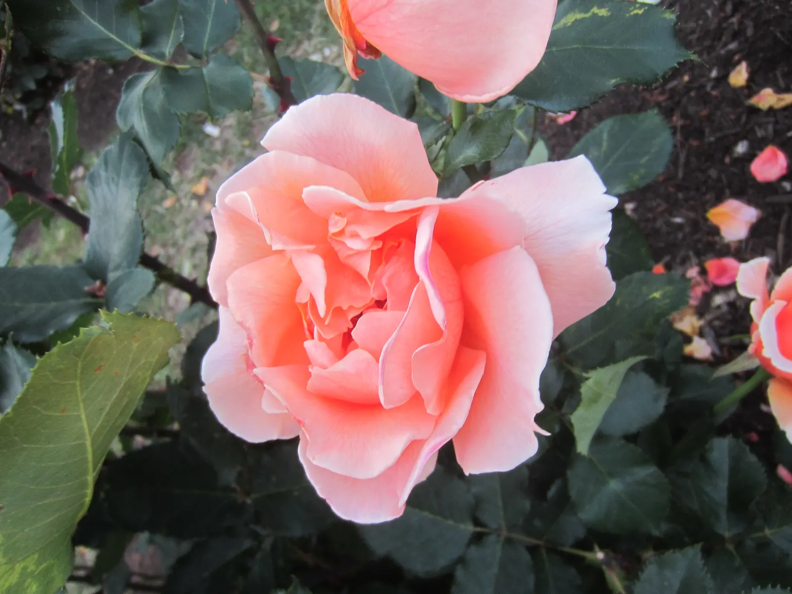 Just Joey Tea Rose (Rosa 'Just Joey') — which extends from late spring until the first frost